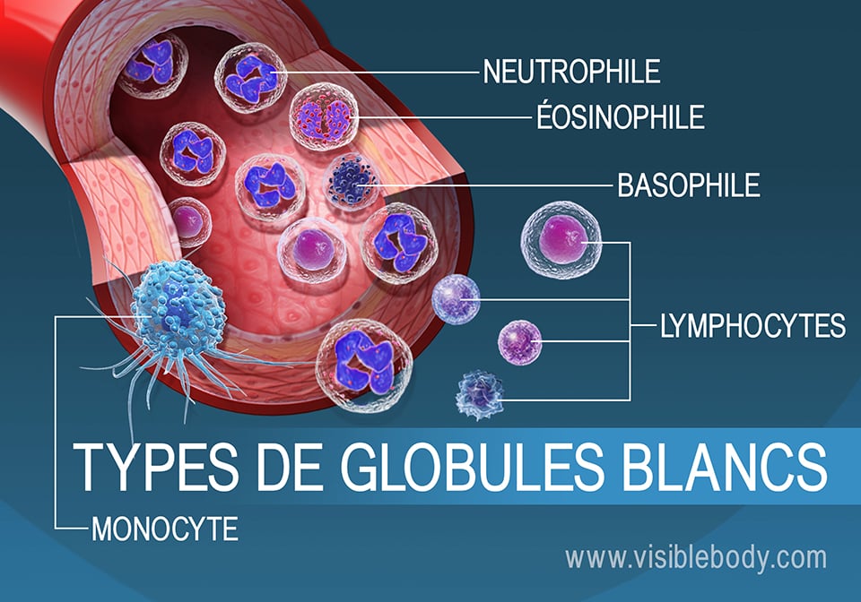 Les différents types de globules blancs dans la circulations sanguine
